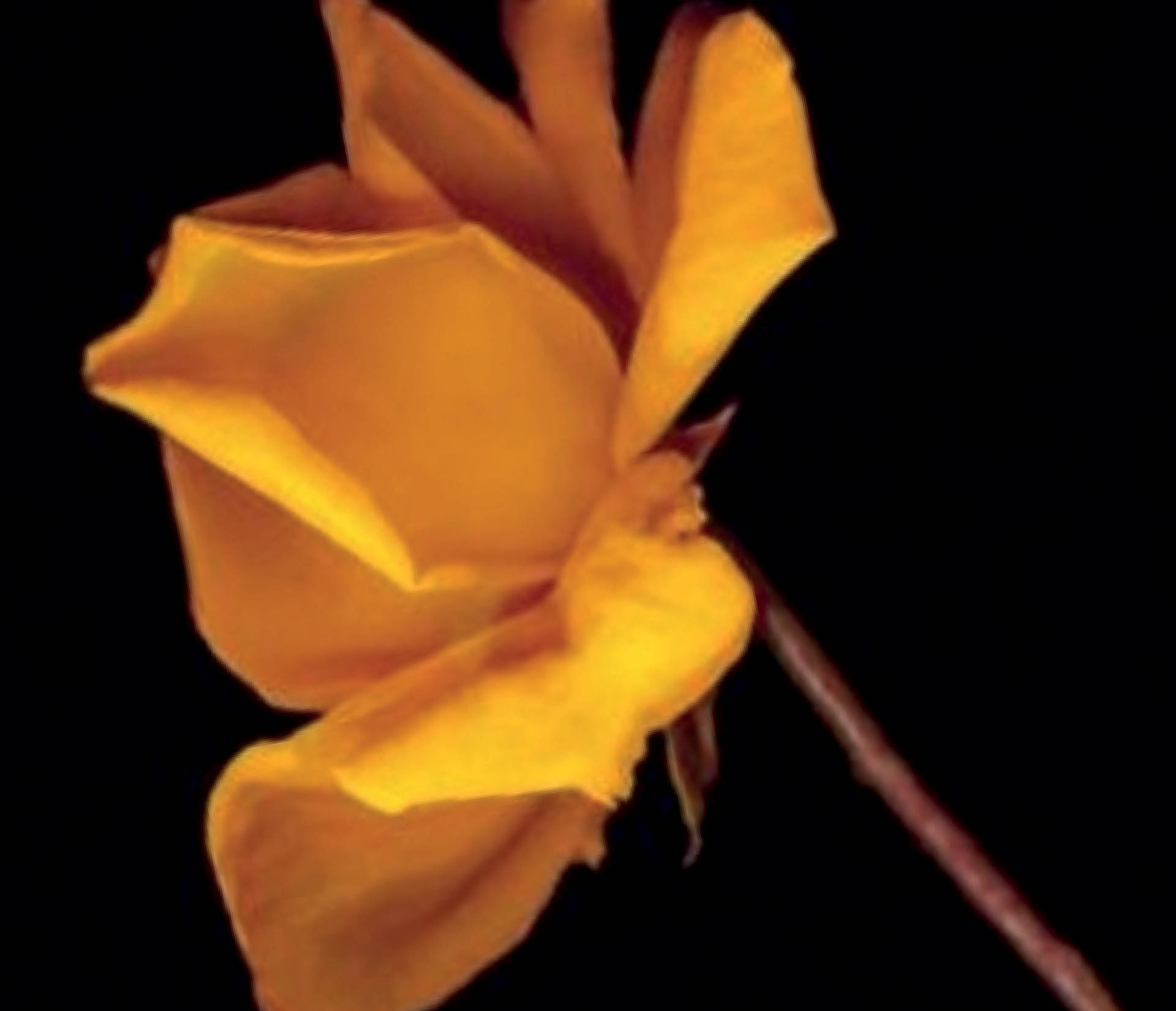 Nicci French - In Hechtenis